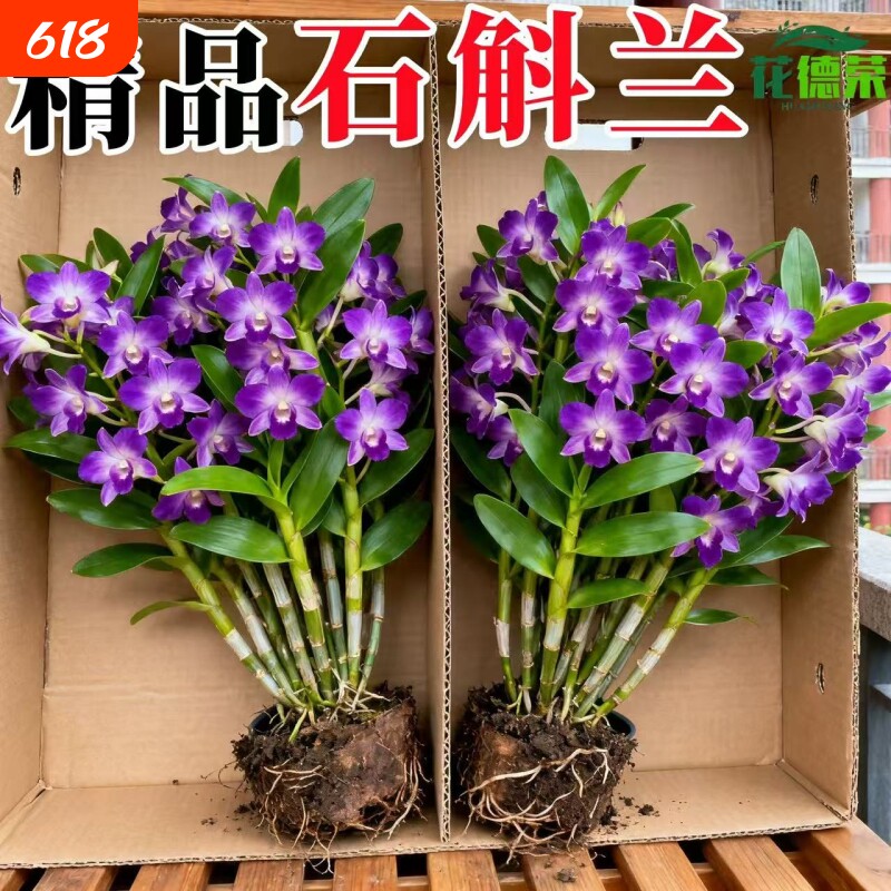 七彩石斛兰盆栽带花香水石斛兰带花苞客厅绿植摆件鲜花水培植物