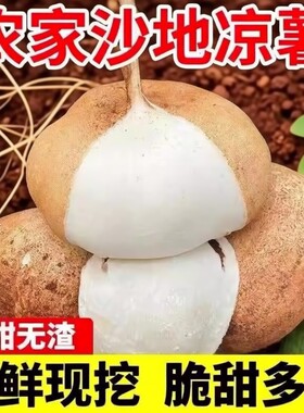 广西凉薯新鲜现挖地瓜当季蔬菜水果农家地萝卜沙葛白地瓜番薯沙地