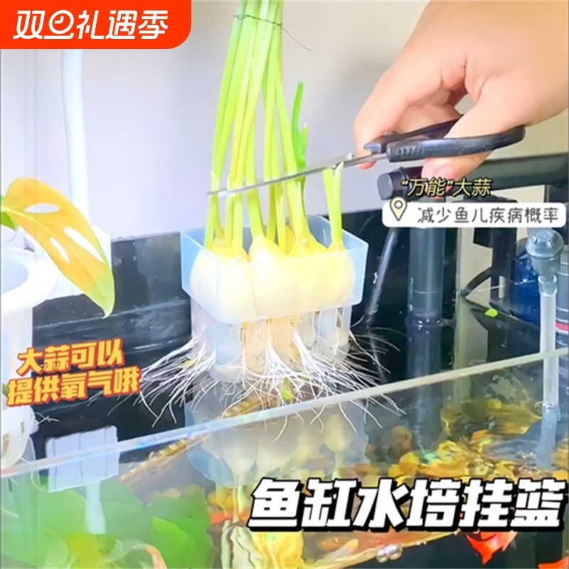 鱼缸水培挂篮大蒜种植盆绿萝水草杯植物挂式定植篮郁金香水培器皿