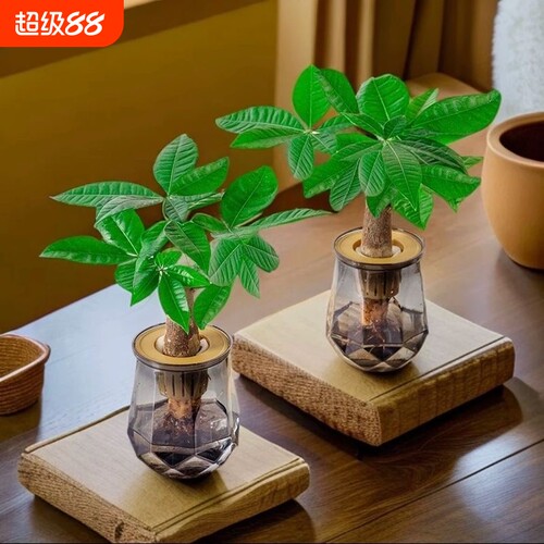 发财树水培植物室内盆栽办公室客厅花卉绿植四季好养老桩桌面盆景