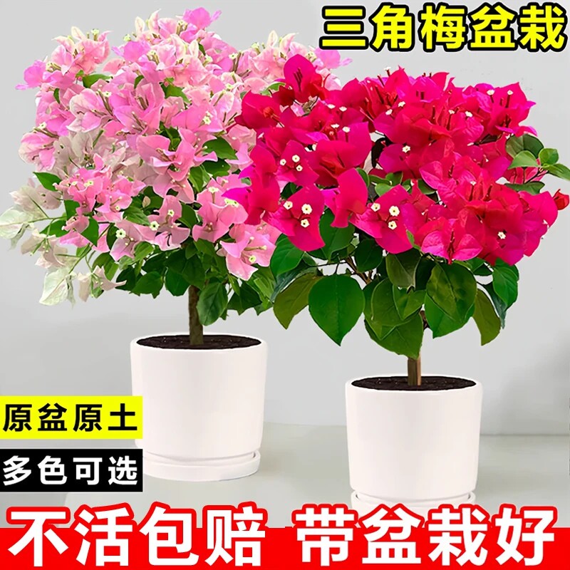 重瓣三角梅盆栽带花老桩树苗室内外好养活多季开花爬藤观花绿植物