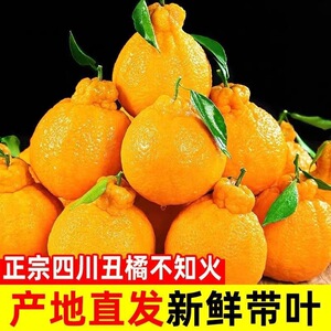 正宗四川不知火丑橘甜蜜多汁现采直发时令水果桔子手剥榨汁桔子