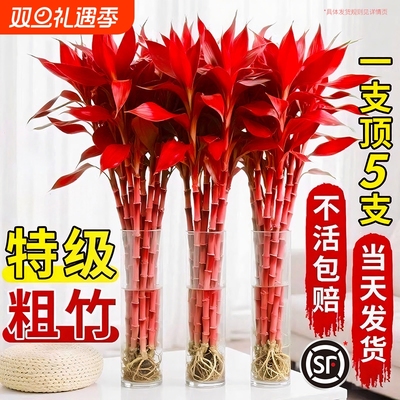 “新手入门植物”随便养都活！