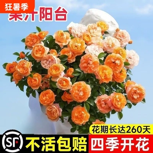 果汁阳台月季盆栽花苗四季花卉带花苞植物玫瑰嫁接优选开花金丝雀