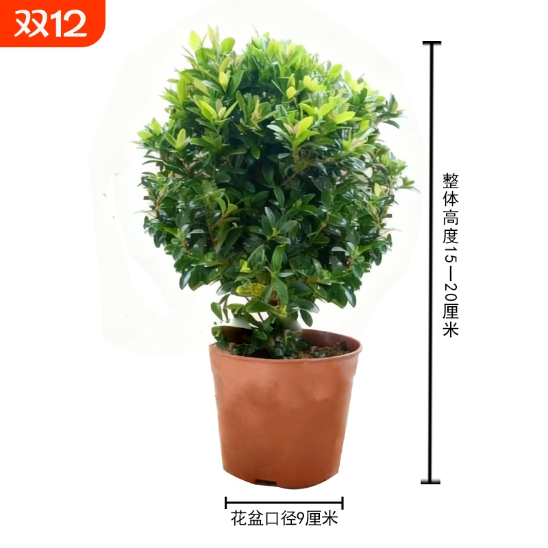 小叶赤楠盆景四季常青盆栽迷你桌面室内花卉植物办公桌绿植好养活