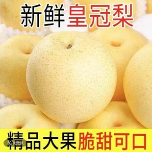 河北正宗雪梨新鲜雪花梨应季水果冰糖雪梨新鲜梨子整箱包邮批发