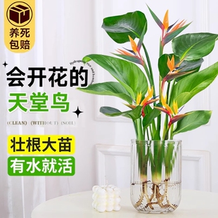 水培天堂鸟盆栽桌面四季常青植物室内水养耐阴客厅驱蚊开花摆放