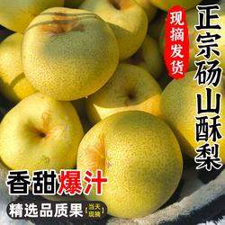 现摘现发砀山酥梨现摘采梨精选好果脆甜无渣家庭果园直发香甜爆汁