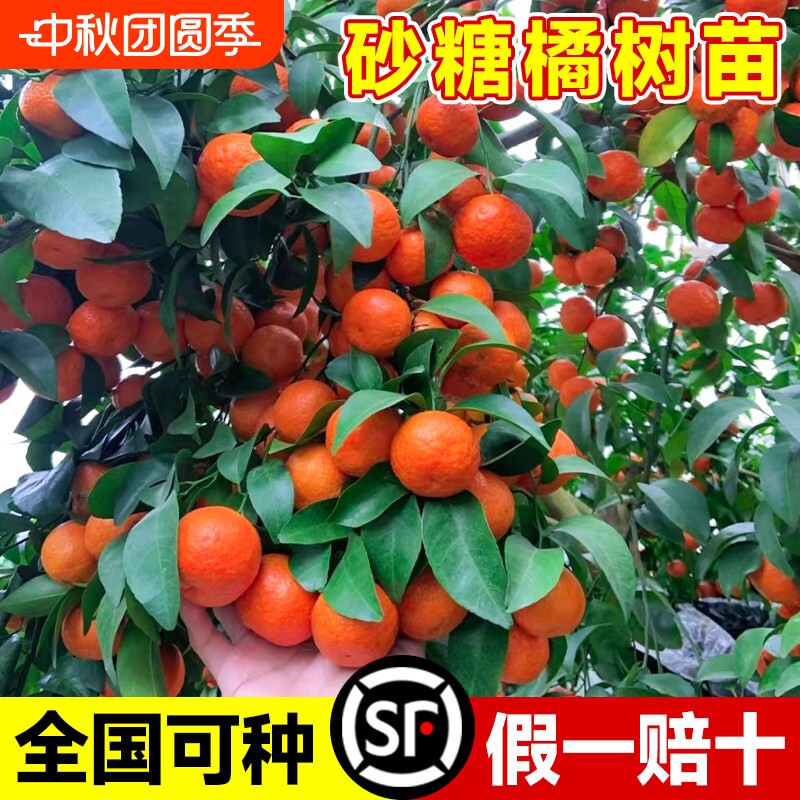 全网正宗树苗广西砂糖橘南北方柑桔无籽橘树果苗橘子树庭院果树图片
