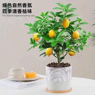 香水柠檬树盆栽可食用南北方种植四季好养室内客厅果树绿植多规格