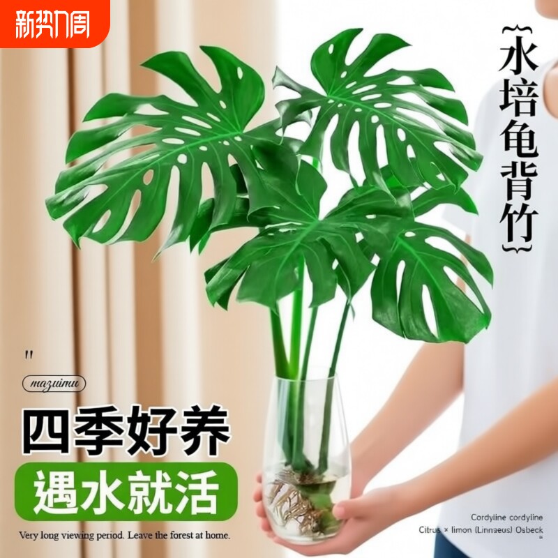龟背竹盆栽水培植物老桩大叶绿萝水养富贵竹带根绿植室内好养花卉