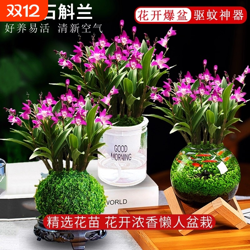 七彩香水石斛兰花苗盆栽带花苞水培绿植花卉香氛室内外好养客厅