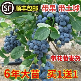 兔眼蓝莓树果苗蓝莓苗盆栽地栽带种植苗果树耐寒植物北方树苗南方