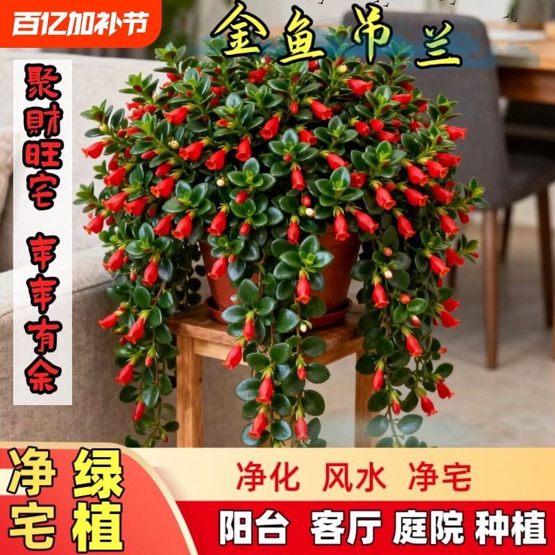 【聚财净宅】大盆金鱼吊兰植物室内好养花卉开花净化空气甲醛批发