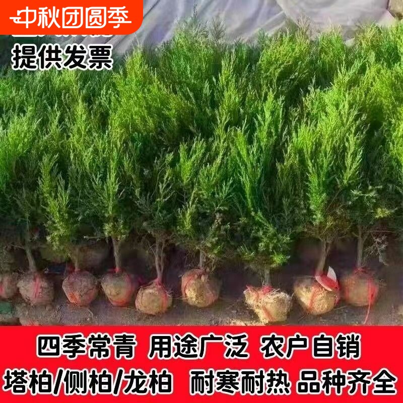 坟前树墓前绿植塔柏树苗松柏树苗侧柏树苗龙柏树苗植物节塔松圆柏										