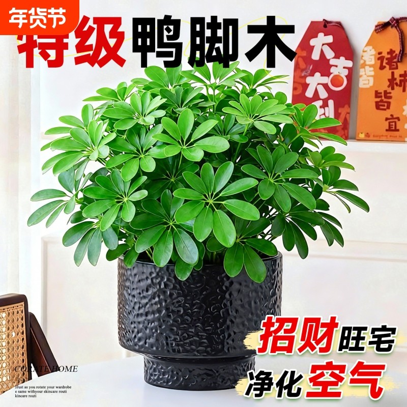 鸭脚木盆栽招财旺宅客厅绿植室内桌面盆景发财树四季常青好养活,鲜花速递/花卉仿真/绿植园艺,绿植,淘宝优惠券,粉丝福利购,淘宝优惠卷
