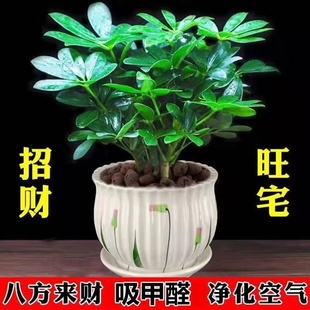 鸭脚木盆栽绿萝箩植物室内花水培绿植四季 常青好养吸除甲醛