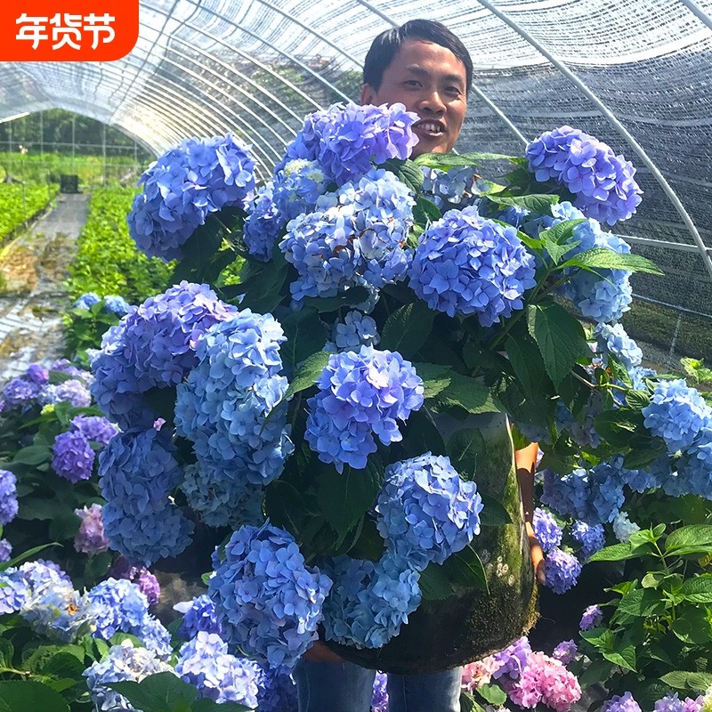 绣球花苗盆栽老桩无尽夏带花大苗室内外阳台庭院耐寒绿植四季开花,鲜花速递/花卉仿真/绿植园艺,时令草本花卉,淘宝优惠券,粉丝福利购,淘宝优惠卷