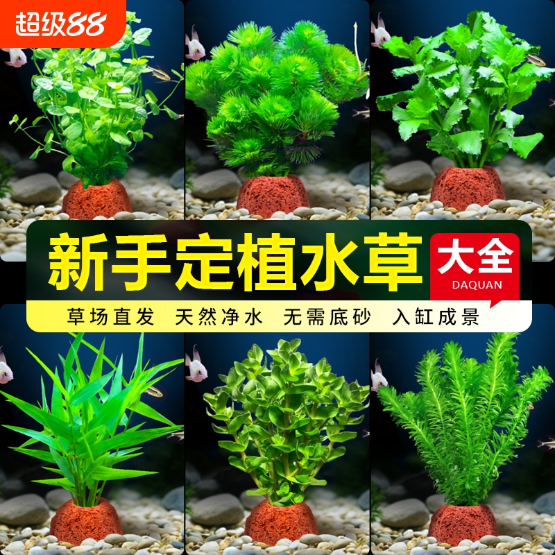 花百年真水草鱼缸水培植物