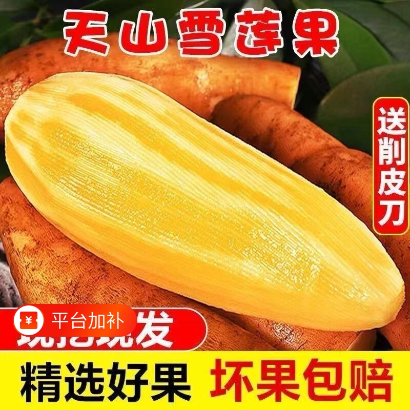 云南天山雪莲果新鲜水果当季现挖脆甜红心黄心雪连果水果批发9斤
