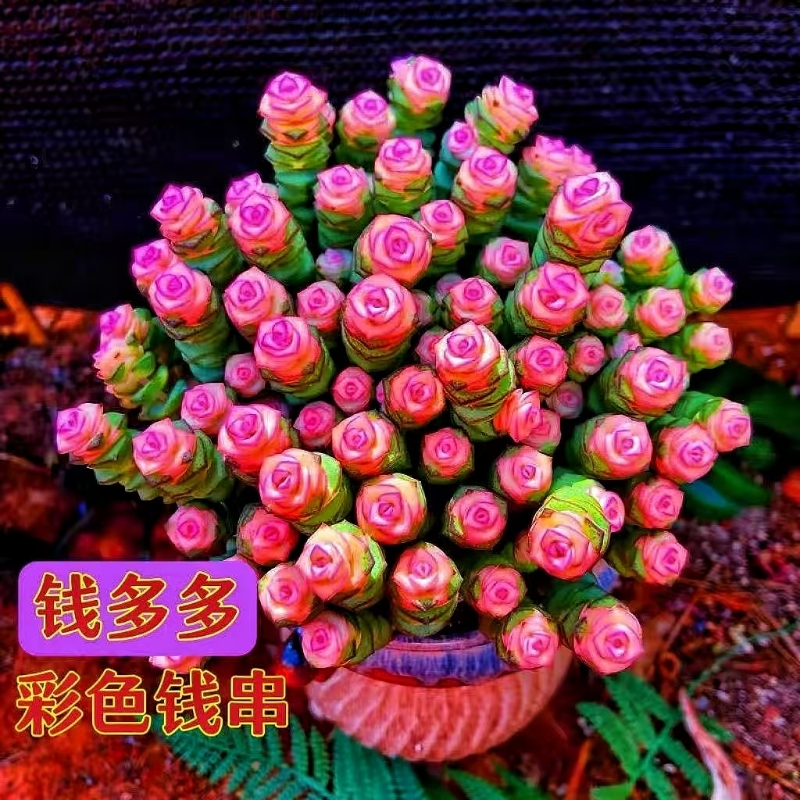 彩色钱串多肉植物室内新手好养肉肉钱串子品种盆栽花卉招财桌面盆