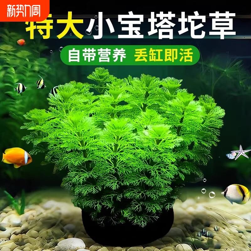 小宝塔大坨草水草鱼缸造景阴性植物真草新手淡水绿菊蜈蚣净水增氧