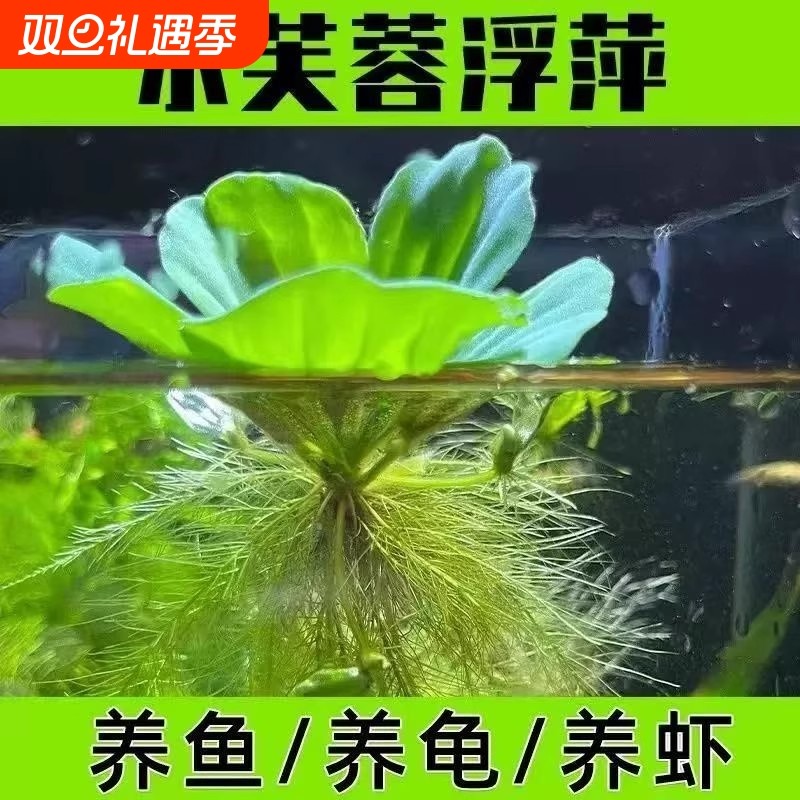浮萍水草植物鱼缸造景冒泡水培躲避屋檐水芙蓉躲避屋檐净水真水草