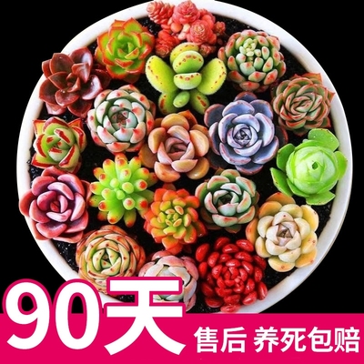 颗颗优选多肉植物90天售后保障