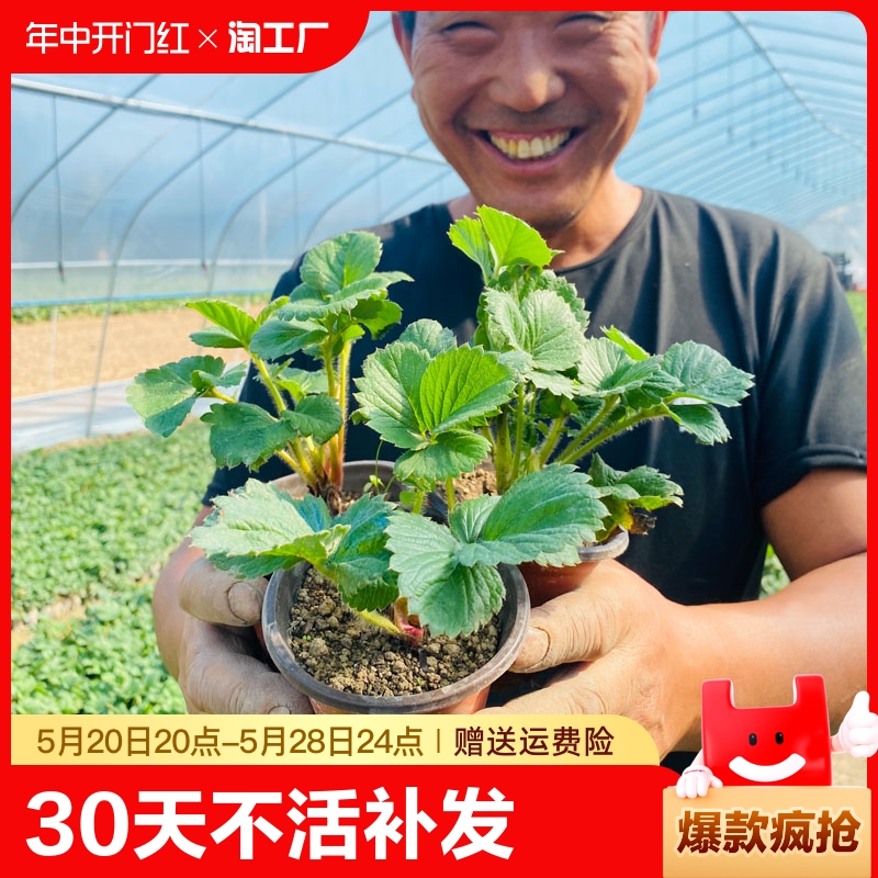 花下居推荐草莓苗基地直发包活