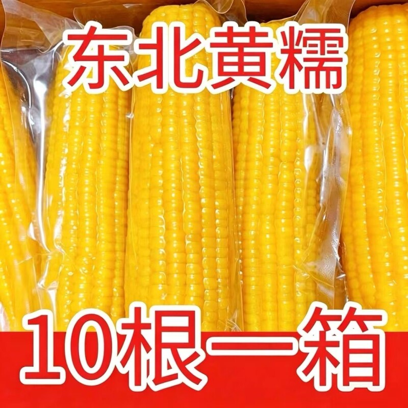 头茬东北黄糯玉米香甜黏糯新鲜非转基因孕妇学生早餐农家苞谷