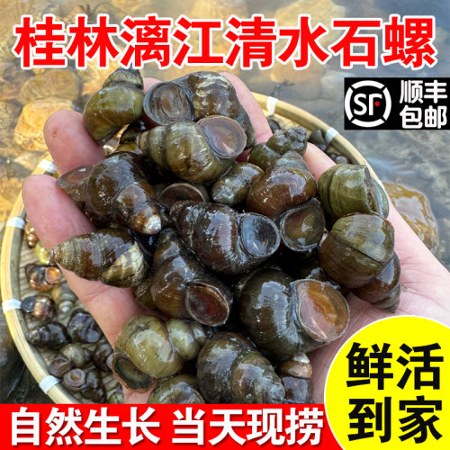 鲜活清水泥螺新鲜现捞螺蛳石螺大螺丝特大5斤顺丰批发野生芝麻