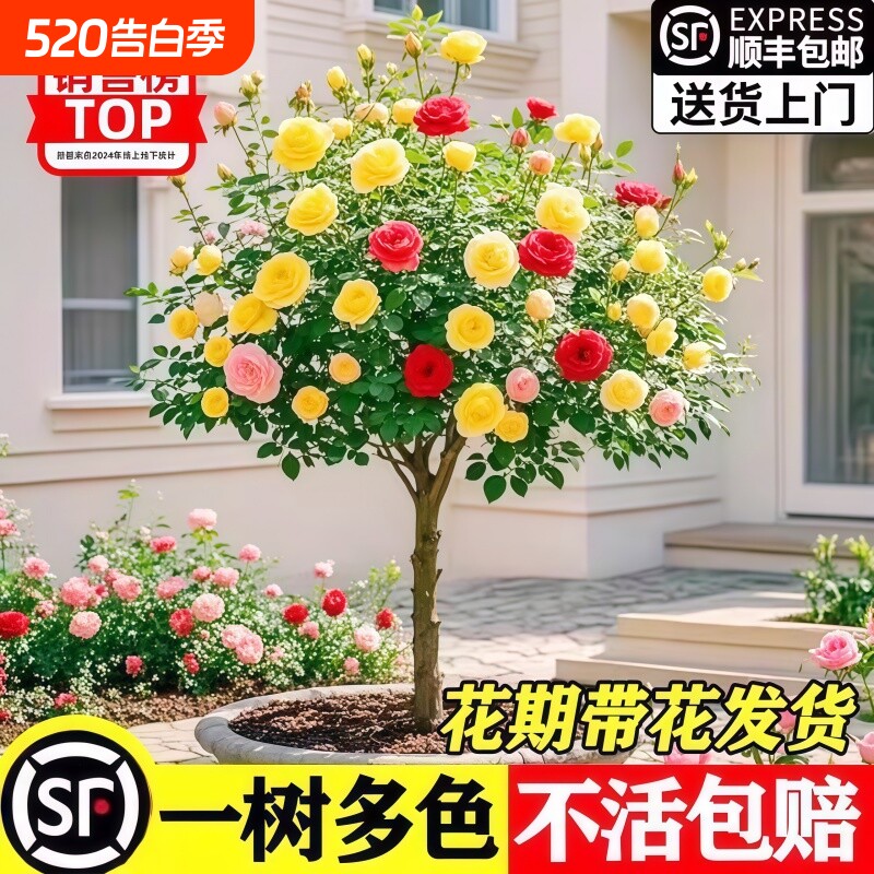 树桩月季花苗特大花浓香玫瑰老桩阳台庭院耐寒树状棒棒糖室外盆栽
