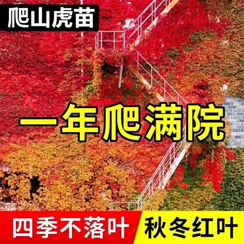 爬山虎爬藤植物爬墙虎苗不落叶树苗四季种子籽庭院爬藤蔓花卉盆栽