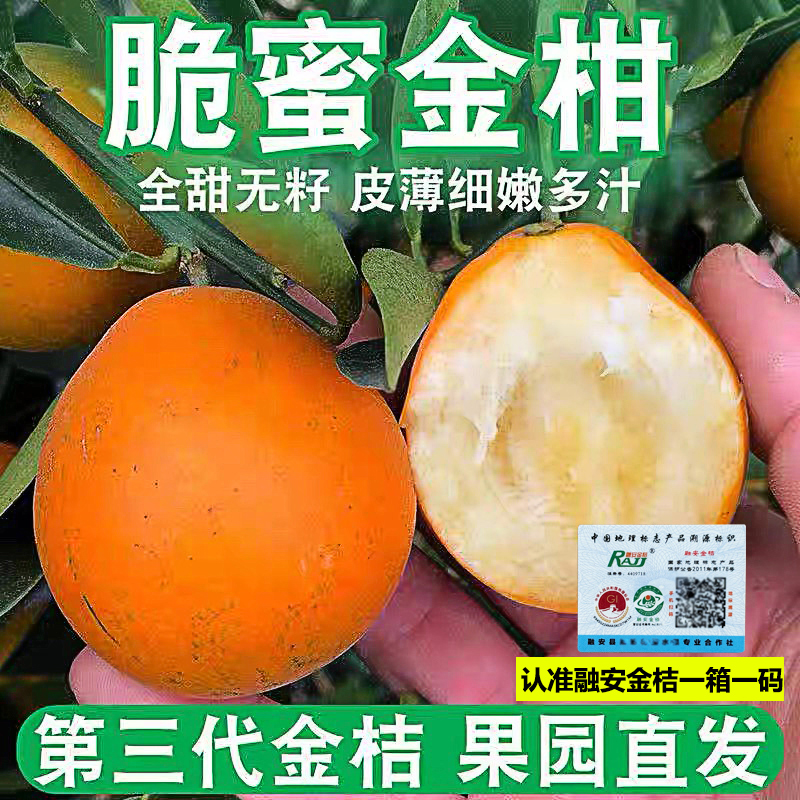 正宗广西融安脆蜜金桔金柑鲜果大果柳州新鲜应季水果第三代顺丰