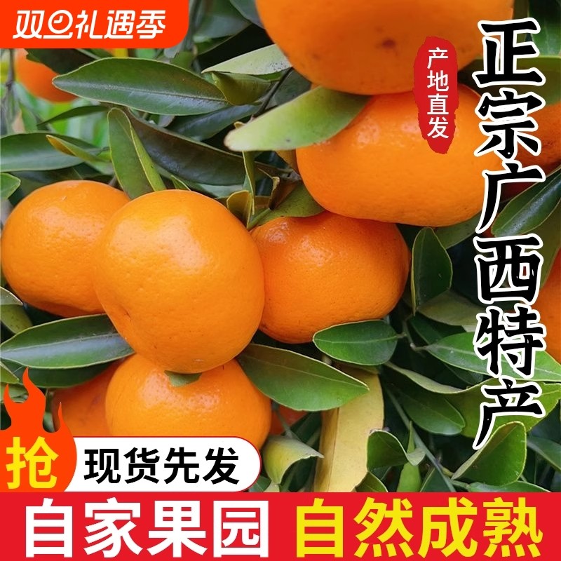 广西沙糖橘现摘新鲜水果薄皮多果橘子当季整箱多汁砂糖果园