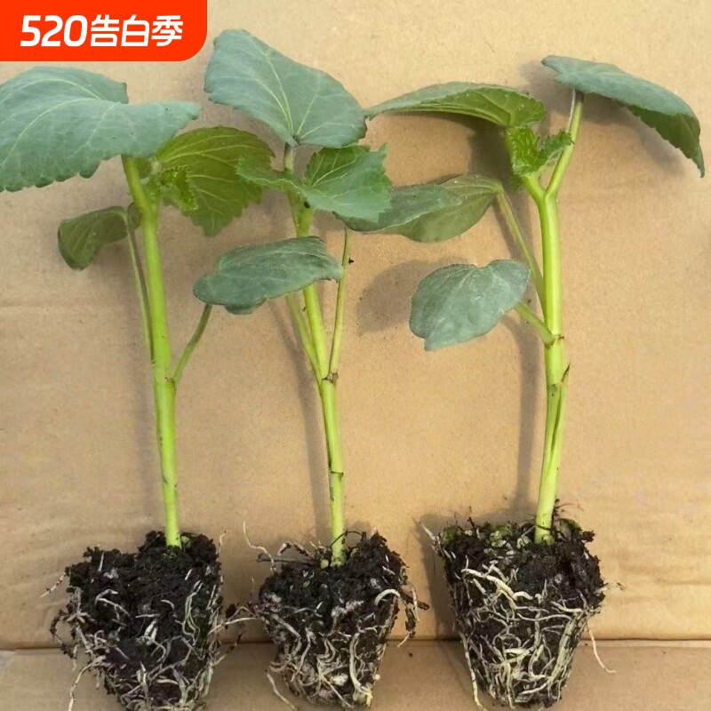 秋葵秧苗鲜嫩爽口水果秋葵苗盆栽四季蔬菜苗阳台大苗带土秧苗正品