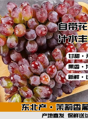 茉莉香葡萄新鲜采摘香醉金香玫瑰香无籽提子水果当季一颗八号现摘