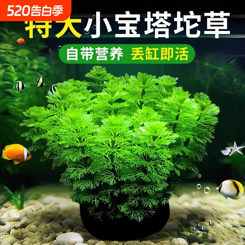 小宝塔大坨草水草鱼缸造景阴性植物真草新手淡水绿菊蜈蚣净水增氧