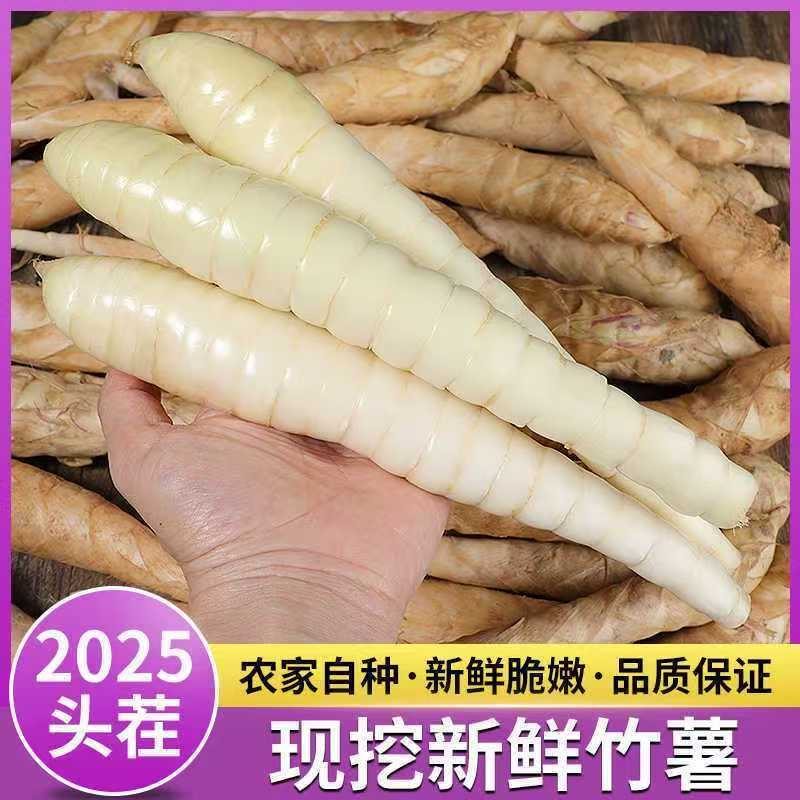 正宗竹薯新鲜新鲜竹根薯火锅煲汤食材竹芋冬粉薯凉粉薯农家现挖