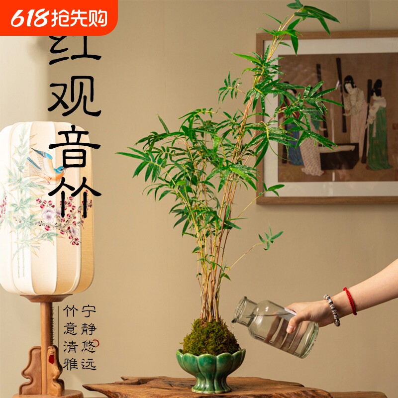 苔藓球观音竹竹子盆栽植物景观凤尾竹红米竹水培盆景客厅桌面观赏