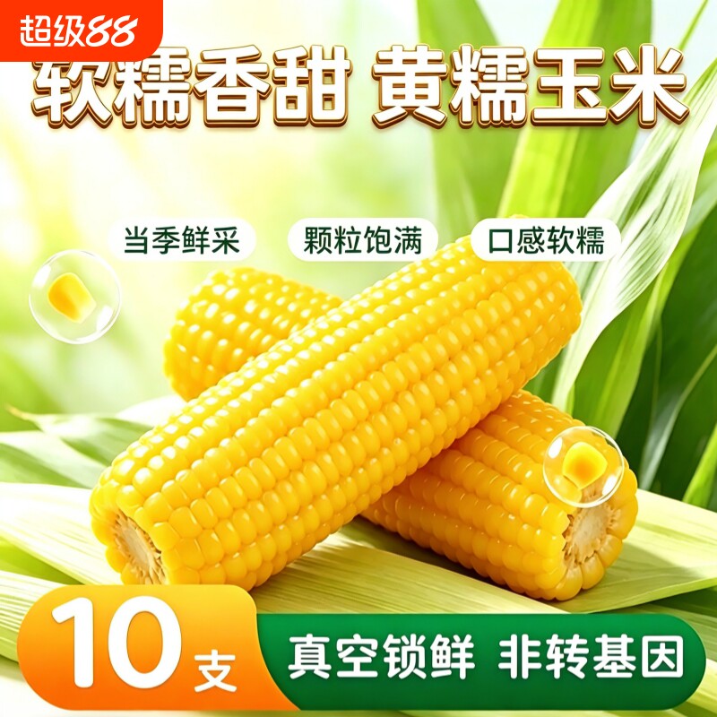 东北黄粘糯玉米粘苞米糯新鲜真空黄糯玉米甜粘玉米粗粮早餐当季