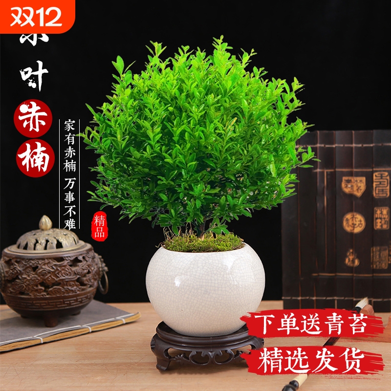 小叶赤楠盆景老桩紫檀微景