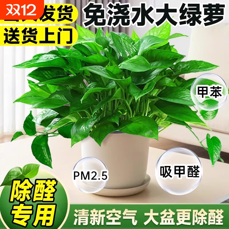 绿萝盆栽大室内水培植物爬