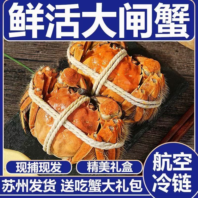 现货鲜活大闸蟹公母螃蟹生鲜海鲜水产礼盒装6/12含绳工具苏州发货