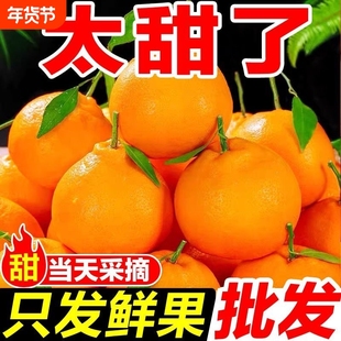 湖南椪柑芦柑耙耙柑橘子柑橘丑八怪新鲜水果整箱年货节现摘碰柑