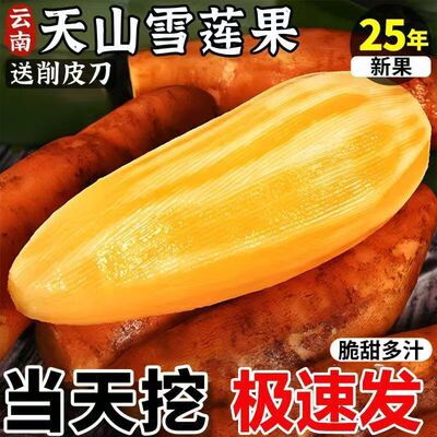 云南雪莲果新鲜水果当季红心脆甜雪莲果整箱包邮天山雪莲果