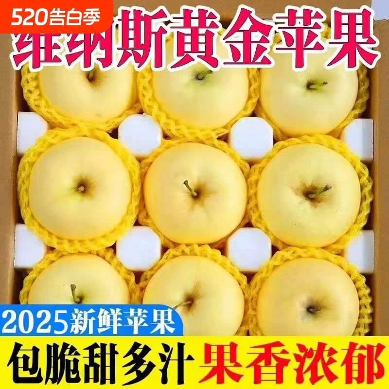 山东烟台黄金维纳斯苹果2025当季新鲜采摘园直发生鲜整箱批发脆甜