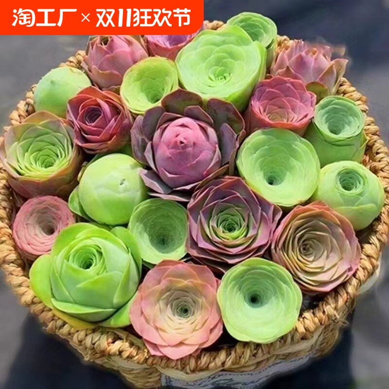 包邮山地玫瑰粉耶罗/粉色酒杯木质桩/新手好养多肉植物室内阳台