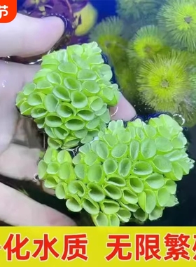 鱼缸浮萍躲避肚兜萍造景生态古法缸造景阴性浮性水草增氧植物水生