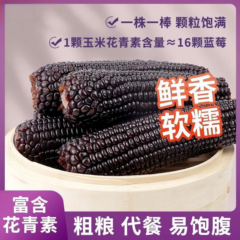 当季整箱新玉米东北黑糯玉米棒鲜甜糯黑玉米粘黏真空头茬甜糯玉米